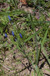 Prairie pleatleaf